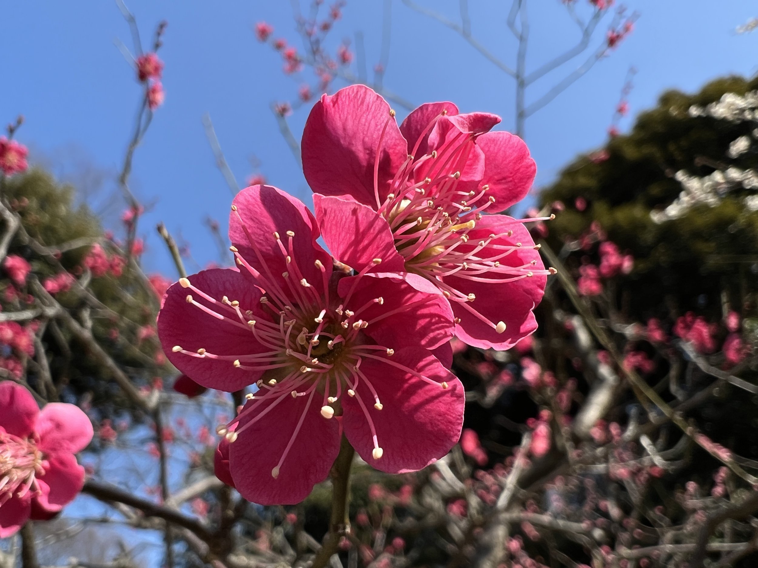 🌳 신츠키지 녹지(신츠키지 료쿠치) 이미지 9